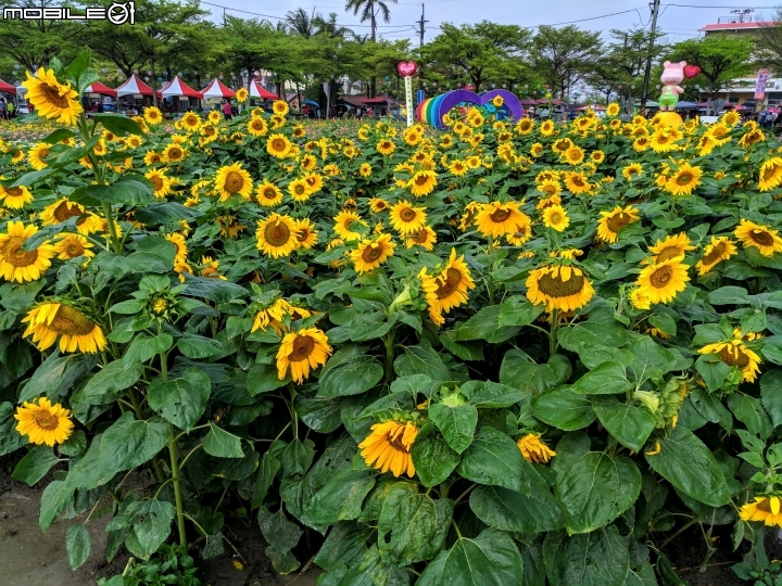 油菜花 台南市學甲區光華里 03/09