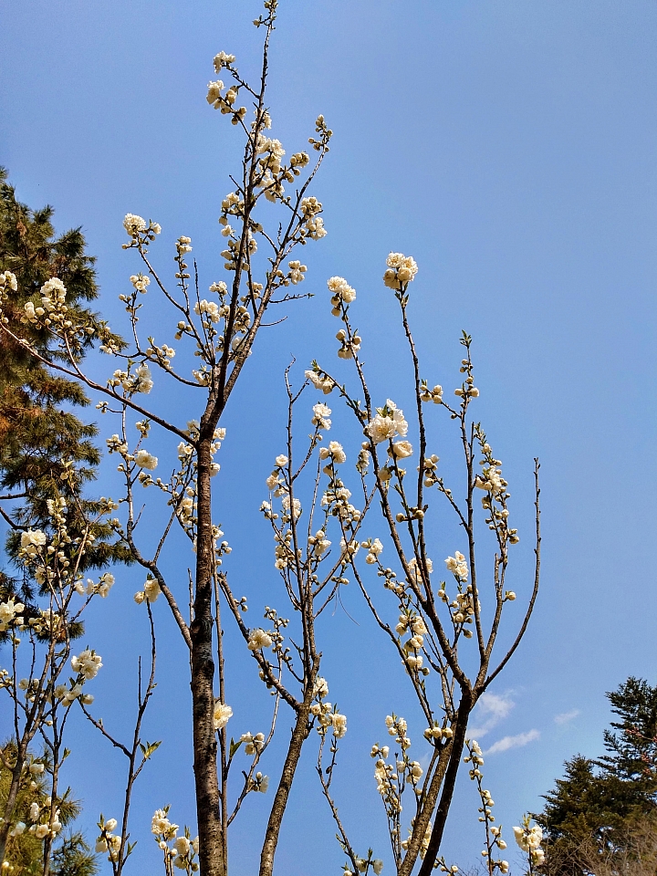 [京都]櫻花2019滿開第一發搶先看＆最新情報！拍照by iPhone XS MAX, Moto one