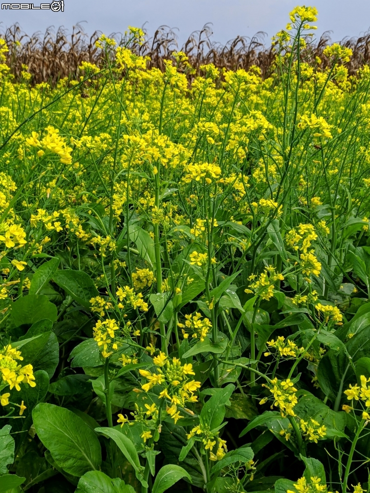 油菜花 台南市學甲區光華里 03/09