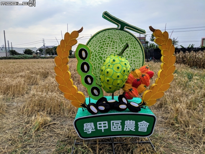 油菜花 台南市學甲區光華里 03/09