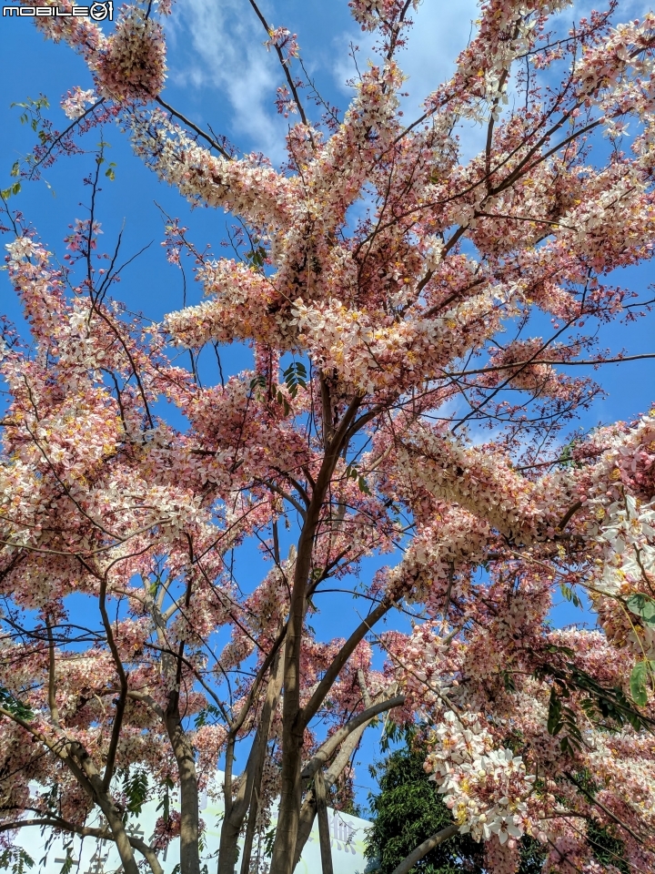 花旗木 台南市永康區忠孝運動公園 03/03