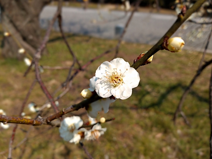 [京都]櫻花2019滿開第一發搶先看＆最新情報！拍照by iPhone XS MAX, Moto one
