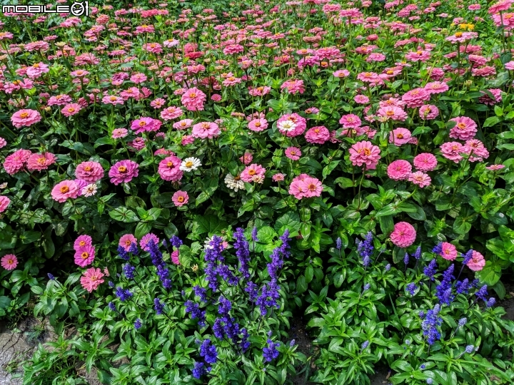 油菜花 台南市學甲區光華里 03/09