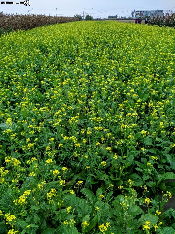 油菜花 台南市學甲區光華里 03/09