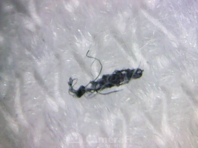 誰能幫幫我...看看是什麼蟲