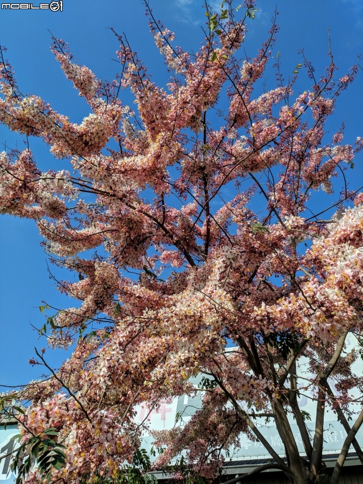 花旗木 台南市永康區忠孝運動公園 03/03