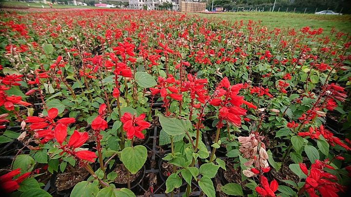 分享Bitplay Alllclip+高階廣角鏡頭+藍芽快門把手