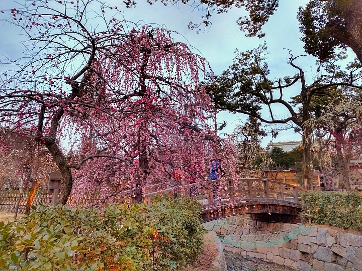 [京都]櫻花2019滿開第一發搶先看＆最新情報！拍照by iPhone XS MAX, Moto one