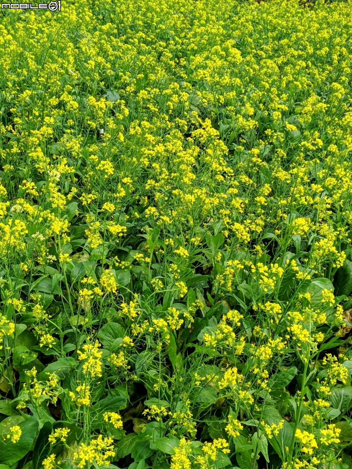 油菜花 台南市學甲區光華里 03/09