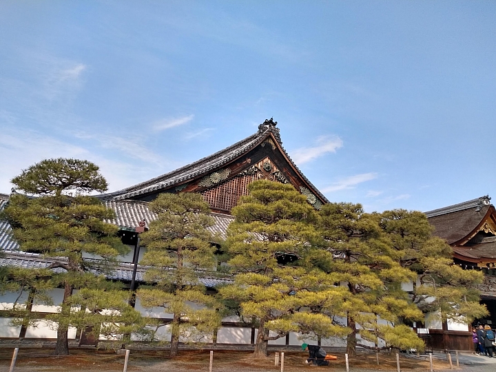 [京都]櫻花2019滿開第一發搶先看＆最新情報！拍照by iPhone XS MAX, Moto one