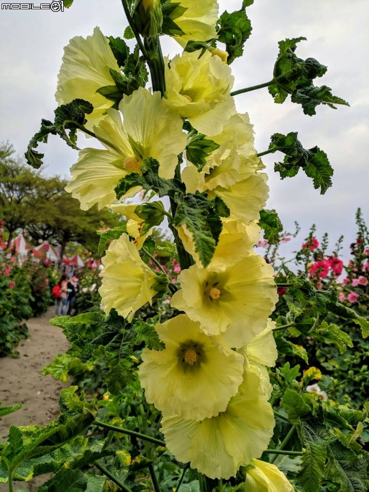油菜花 台南市學甲區光華里 03/09