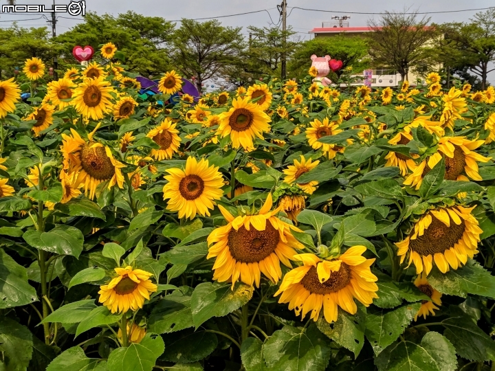 油菜花 台南市學甲區光華里 03/09