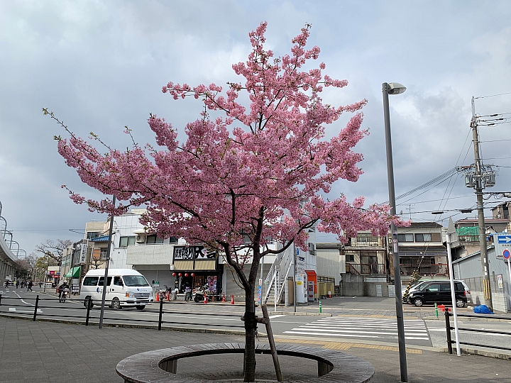 [京都]櫻花2019滿開第一發搶先看＆最新情報！拍照by iPhone XS MAX, Moto one