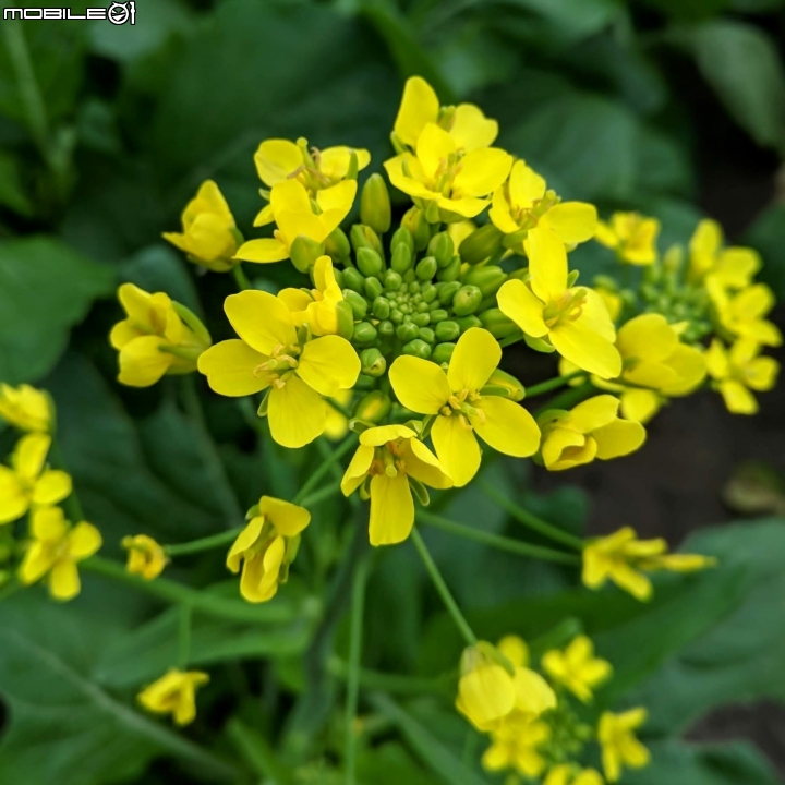 油菜花 台南市學甲區光華里 03/09