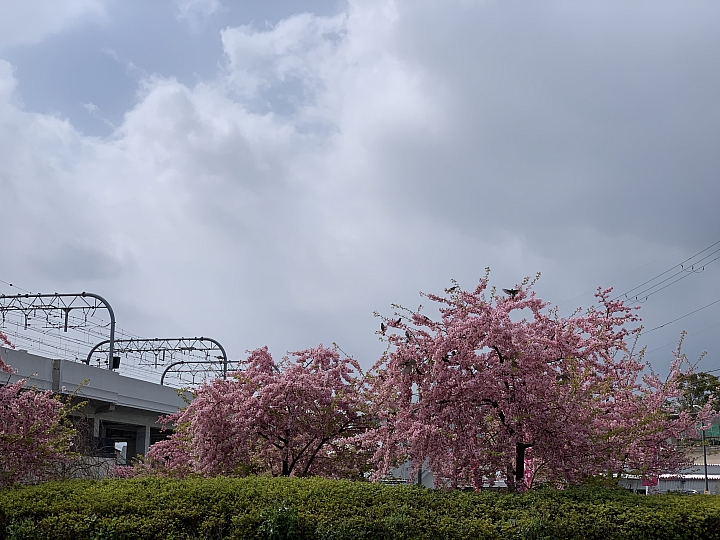 [京都]櫻花2019滿開第一發搶先看＆最新情報！拍照by iPhone XS MAX, Moto one