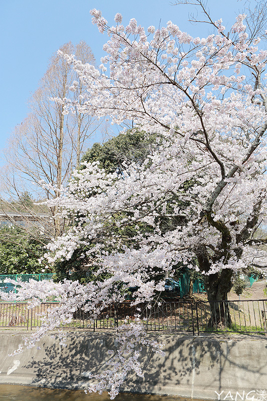 【京都】山科疏水,櫻花、油菜花與疏水道組成的美麗景色