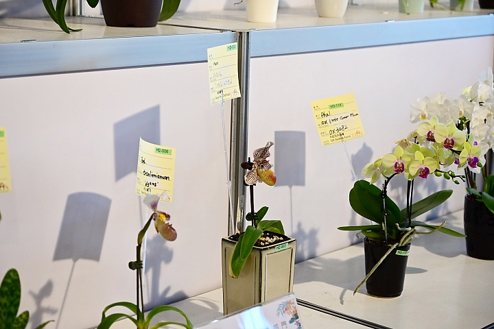 38婦女節快樂，歡迎大家來台南後壁區參觀2019台灣國際蘭展。