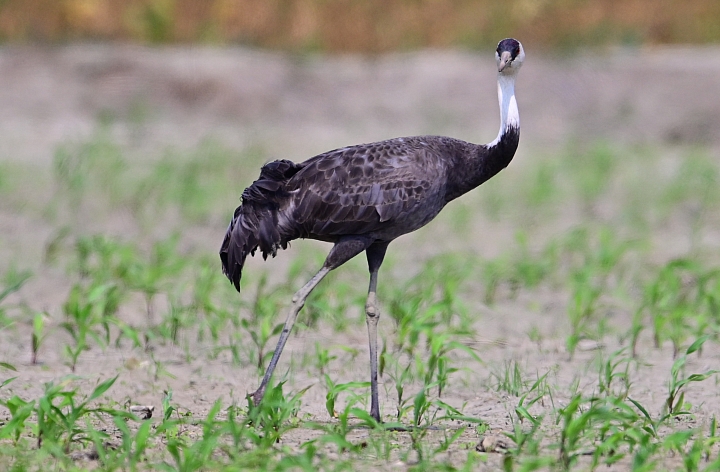 車城生態豐富，白頭鶴受到當地民眾保護照顧，選擇定點等待減少干擾是拍攝最好方式。