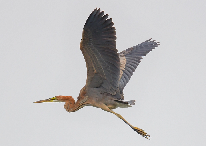 在林邊崎峰找尋紫鷺，拍到了長出繁殖羽的黑面琵鷺。