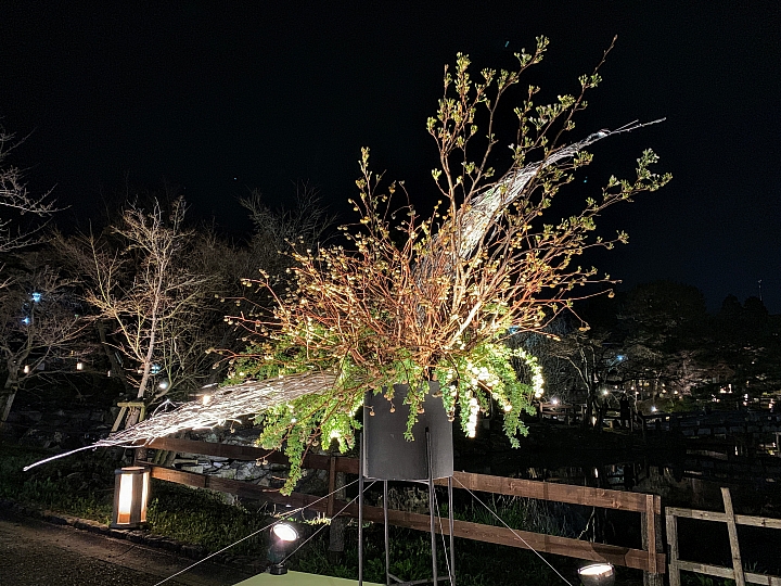 [京都]櫻花2019滿開第一發搶先看＆最新情報！拍照by iPhone XS MAX, Moto one