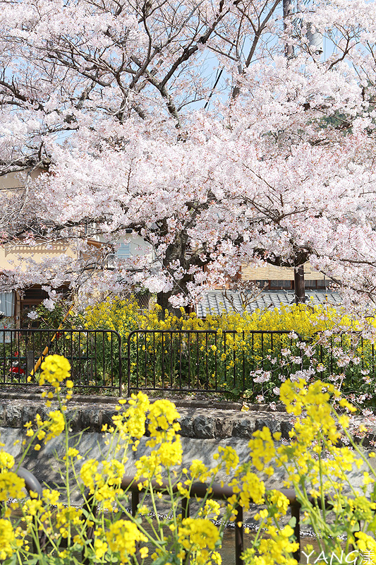 【京都】山科疏水,櫻花、油菜花與疏水道組成的美麗景色