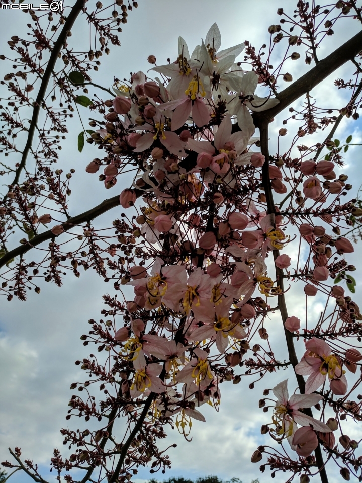 花旗木 台南市永康區忠孝運動公園 03/03