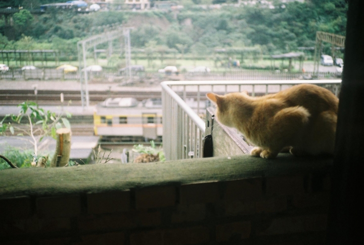 [Canon Prima Zoom Shot]瑞芳火把節[Kodak 400]