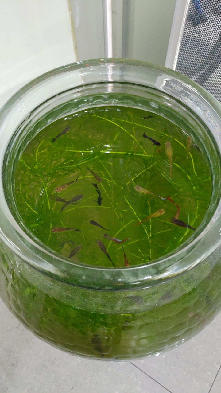這樣養魚可以嗎？