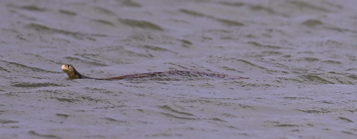 拍換繁殖羽的鸕鶿，竟然拍到蛇游泳。