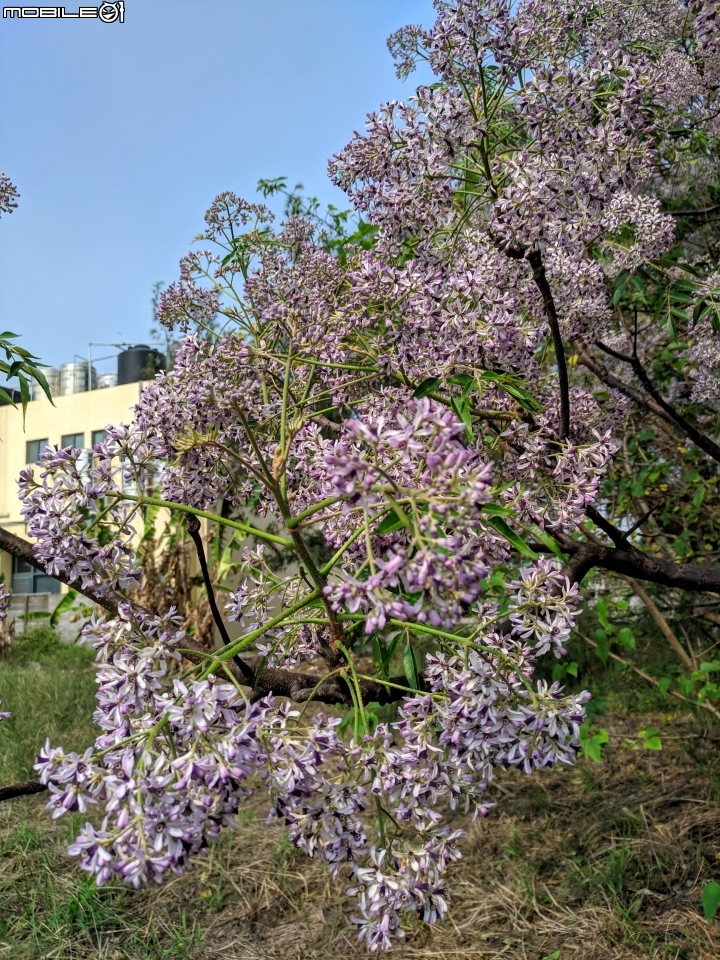 苦楝木 台南市安平區洲安一街 03/17