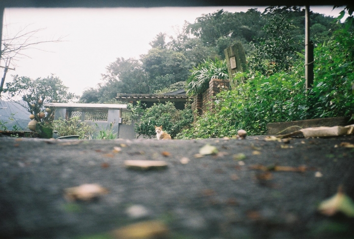 [Canon Prima Zoom Shot]瑞芳火把節[Kodak 400]