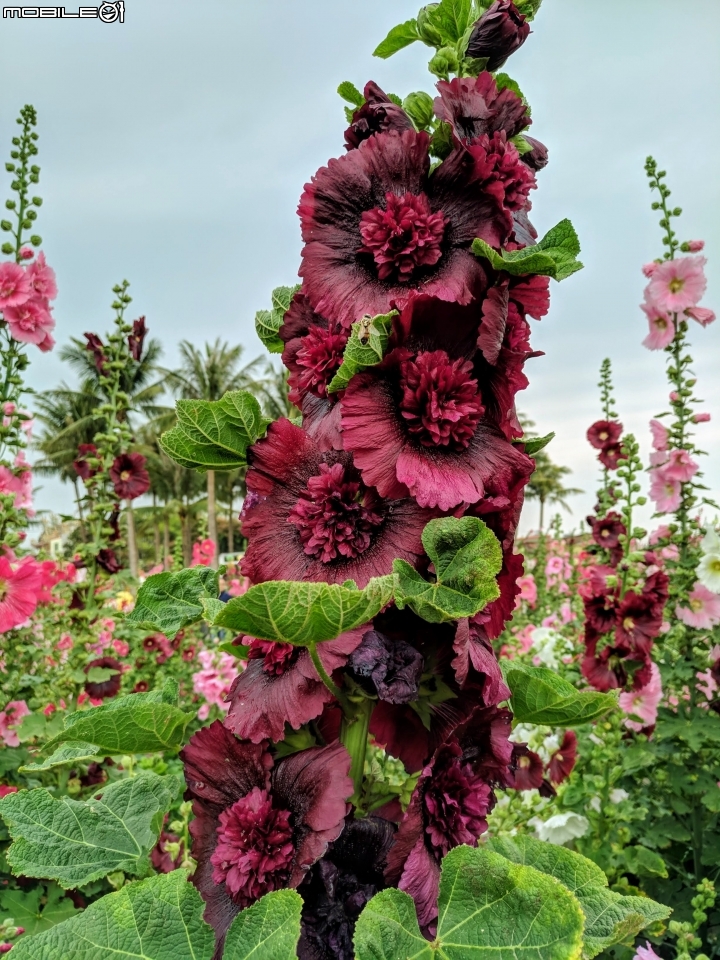 油菜花 台南市學甲區光華里 03/09