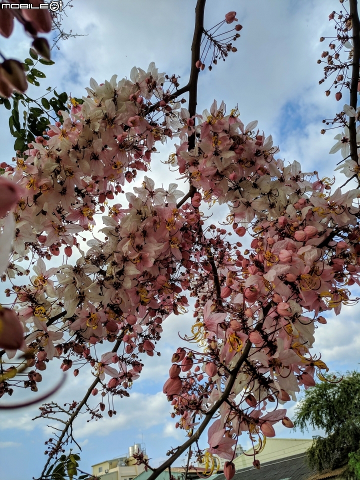 花旗木 台南市永康區忠孝運動公園 03/03