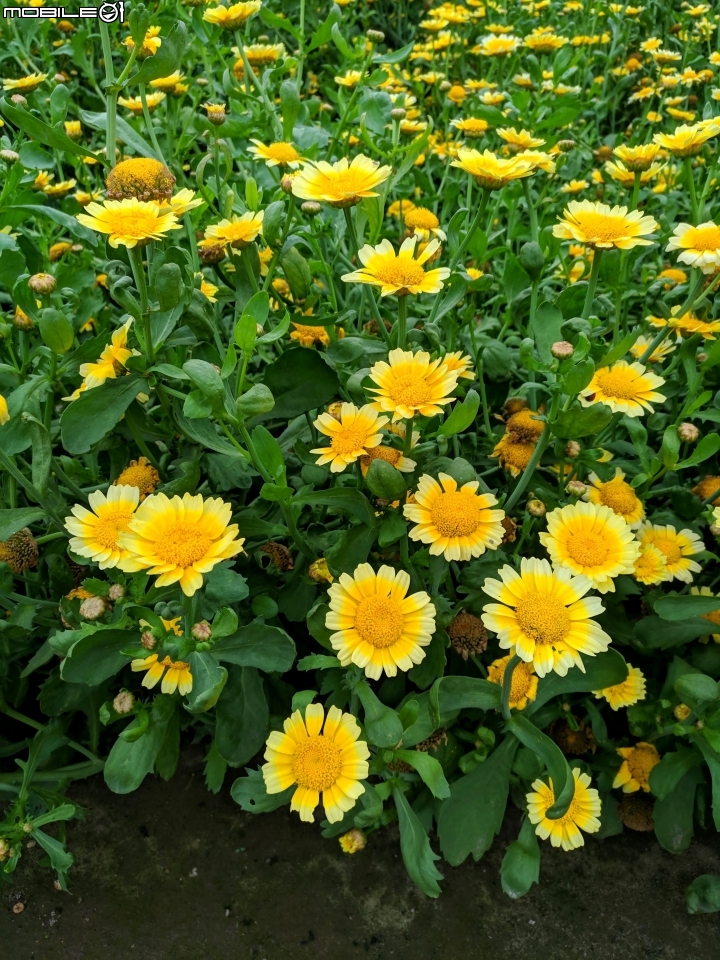 茼蒿花 台南市學甲區光華里 03/16