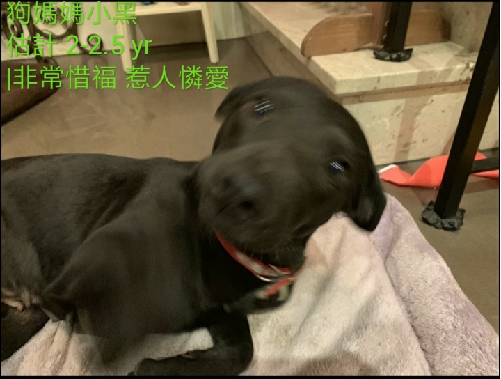 2小3大可愛狗尋找有緣新主人