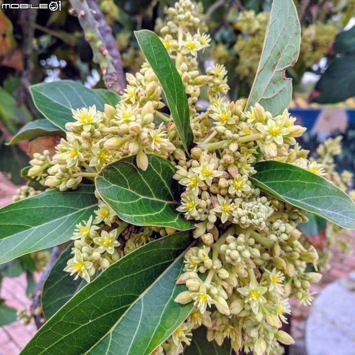油菜花 台南市學甲區光華里 03/09