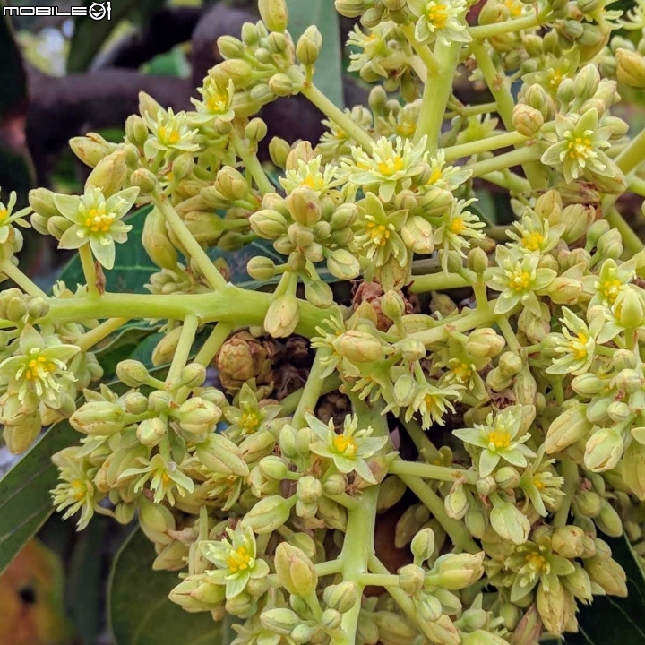 油菜花 台南市學甲區光華里 03/09