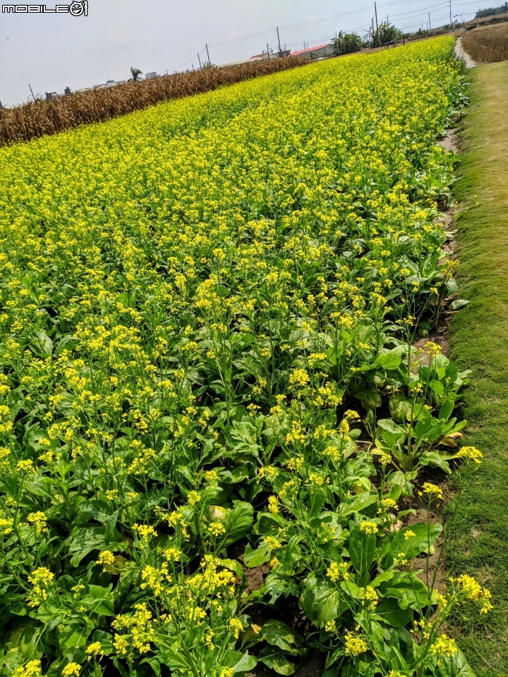 油菜花 台南市學甲區光華里 03/09