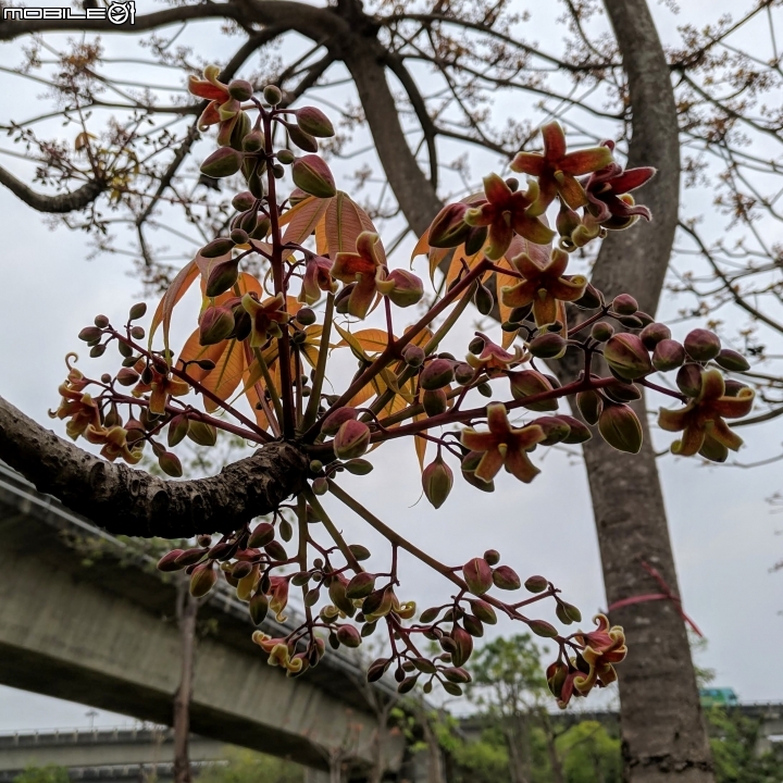 掌葉蘋婆 台南市東區林森路一段 03/17