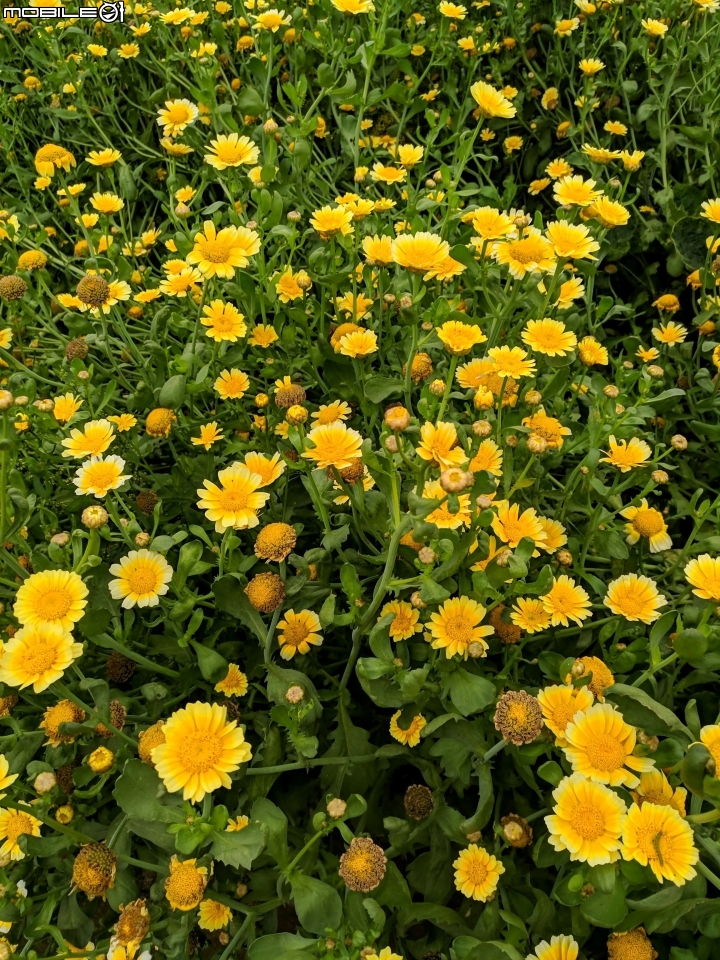 茼蒿花 台南市學甲區光華里 03/16