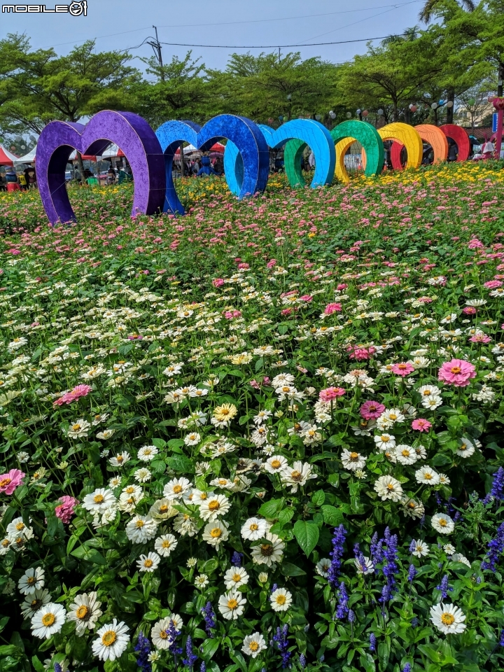 油菜花 台南市學甲區光華里 03/09