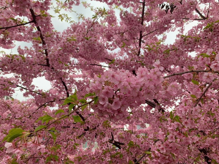 [京都]櫻花2019滿開第一發搶先看＆最新情報！拍照by iPhone XS MAX, Moto one