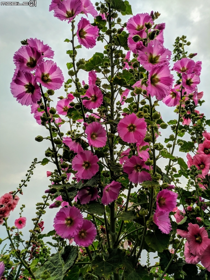 油菜花 台南市學甲區光華里 03/09