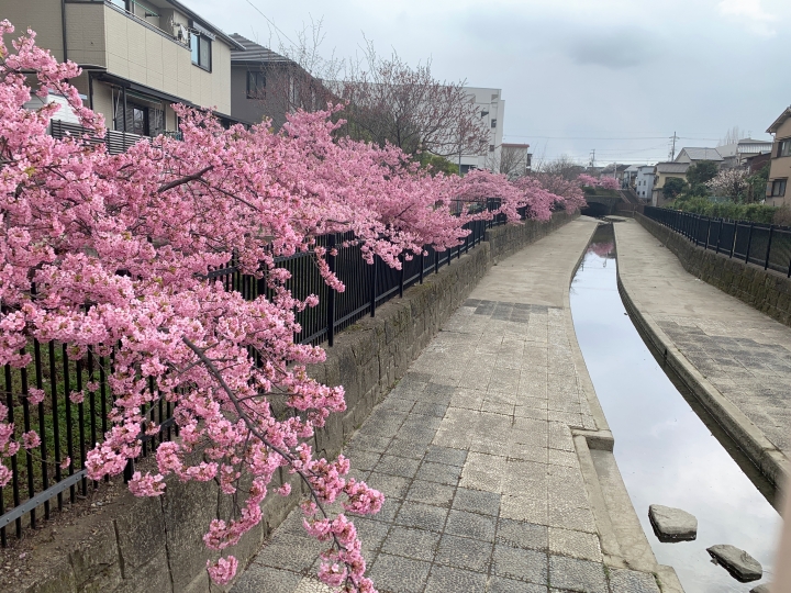[京都]櫻花2019滿開第一發搶先看＆最新情報！拍照by iPhone XS MAX, Moto one