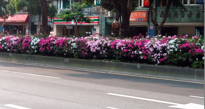 台北市的杜鵑花，開得亂七八糟，多到都滿出來了