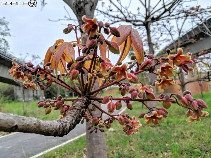 掌葉蘋婆 台南市東區林森路一段 03/17