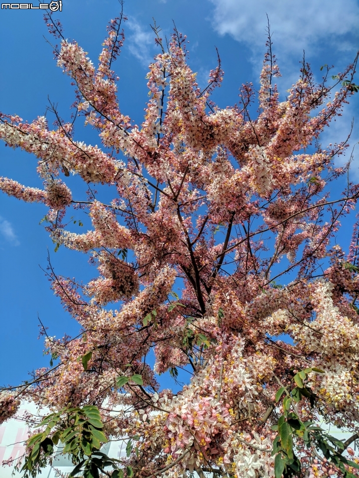 花旗木 台南市永康區忠孝運動公園 03/03