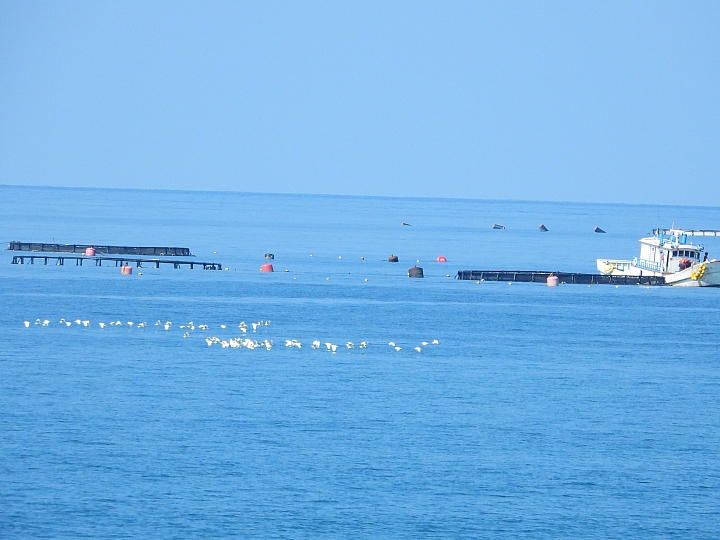 車城生態豐富，白頭鶴受到當地民眾保護照顧，選擇定點等待減少干擾是拍攝最好方式。