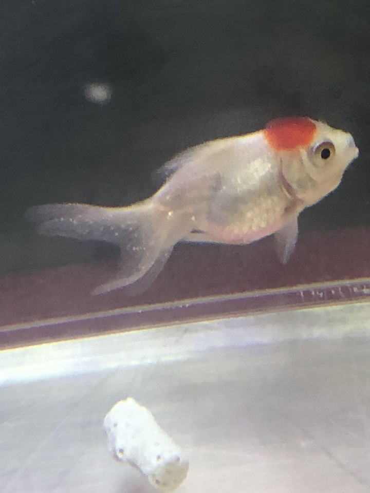 金魚飼養