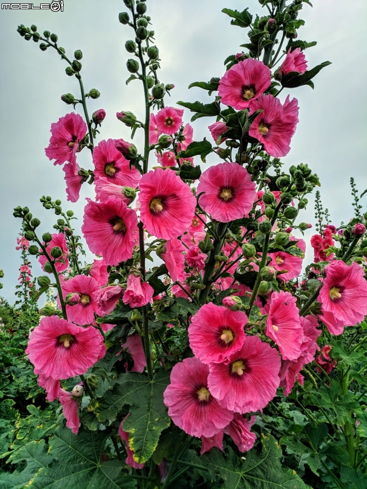 油菜花 台南市學甲區光華里 03/09